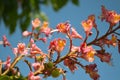 Red Horse Chestnut Ã¢â¬â Aesculus x Carnea flower closeup horizontal