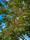 Red horse-chestnut flowers. Against the background of a bright blue sky Royalty Free Stock Photo