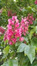 Red horse chestnut tree flower panicles