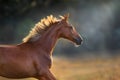 Horse portrait in motion Royalty Free Stock Photo