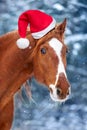 Red Horse close up portrait in santa red