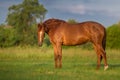 Red horse close up