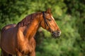 Red horse close up