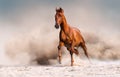 Red horse in desert Royalty Free Stock Photo