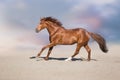 Red horse in desert Royalty Free Stock Photo