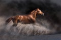 Red horse on dramatic background Royalty Free Stock Photo