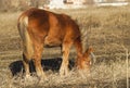 red horse eating dry grass on the field