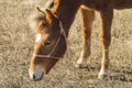 red horse eating the dry grass Royalty Free Stock Photo