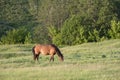 Red horse eating grass in field in summer day Royalty Free Stock Photo