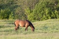 Red horse eating grass in field in summer day Royalty Free Stock Photo