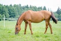 Red horse eating grass in green meadow Royalty Free Stock Photo