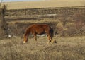 Red horse eating grass near the small dog Royalty Free Stock Photo