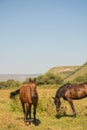 Red horse eating grass on pasture in Dombai national nature reserve Royalty Free Stock Photo