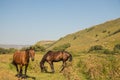 Red horse eating grass on pasture in Dombai national nature reserve Royalty Free Stock Photo