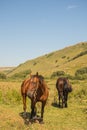 Red horse eating grass on pasture in Dombai national nature reserve Royalty Free Stock Photo