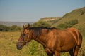 Red horse eating grass on pasture in Dombai national nature reserve Royalty Free Stock Photo