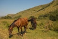 Red horse eating grass on pasture in Dombai national nature reserve Royalty Free Stock Photo