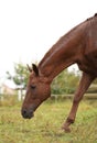 Brown horses graze in the grass near the village on a summer day. Royalty Free Stock Photo