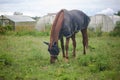 Red horse eating green grass on a field near by house and trees outdoors Royalty Free Stock Photo