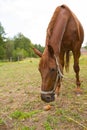 Red horse eating green grass on a field near by house and trees outdoors in the summer countryside Royalty Free Stock Photo