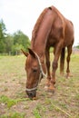 Red horse eating green grass on a field near by house and trees outdoors in the summer countryside Royalty Free Stock Photo