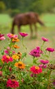 Red horse eating green grass on a field near by house and trees outdoors in the summer countryside Royalty Free Stock Photo