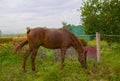 Red horse eating green grass on a field near by house and trees outdoors in the summer countryside Royalty Free Stock Photo