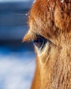 red horse eye Royalty Free Stock Photo