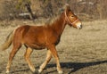 red horse on the field Royalty Free Stock Photo