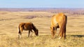 Red horse and foal graze on the hillside