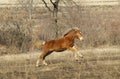 Red horse foal with a white blaze running Royalty Free Stock Photo