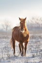 Red horse free run in snow Royalty Free Stock Photo