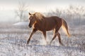 Red horse free run in snow Royalty Free Stock Photo