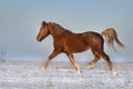 Red horse free run in snow Royalty Free Stock Photo