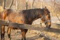 red horse funny licking fence