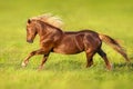 Red horse galloping Royalty Free Stock Photo