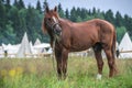 Red horse in grass field against sky. White tents on background Royalty Free Stock Photo