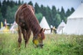 Red horse in grass field against sky. White tents on background Royalty Free Stock Photo