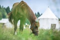 Red horse in grass field against sky. White tents on background Royalty Free Stock Photo