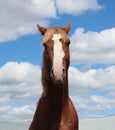 A red horse with a head on the background of a blue sky animal