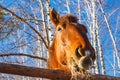 Red horse head eating hay on a sunny day