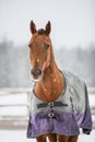 Red horse in horsecloth during snowfall Royalty Free Stock Photo