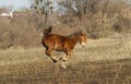 Red horse jumping on the field Royalty Free Stock Photo