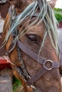 Red horse with light green mane portrait close-up Royalty Free Stock Photo