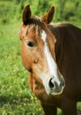 Red horse with light mane and white blaze on the head stands on the field Royalty Free Stock Photo