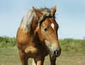 Red horse with light mane and white blaze on the head stands on the field Royalty Free Stock Photo