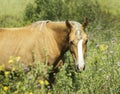 Red horse with light mane and white blaze on the head stands on the field Royalty Free Stock Photo