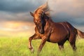 Red horse with long blond mane Royalty Free Stock Photo