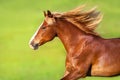 Red horse with long blond mane portrait Royalty Free Stock Photo