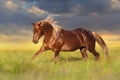 Red horse with long blond mane Royalty Free Stock Photo